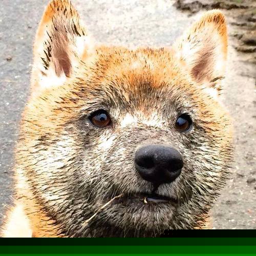 富安健洋的封神之战，亚洲之光在里昂的凛冬夜接管世界排名争夺