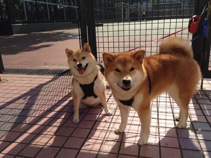 生死球的艺术，欧文的独行侠心脏与休城青春风暴的决胜时刻
