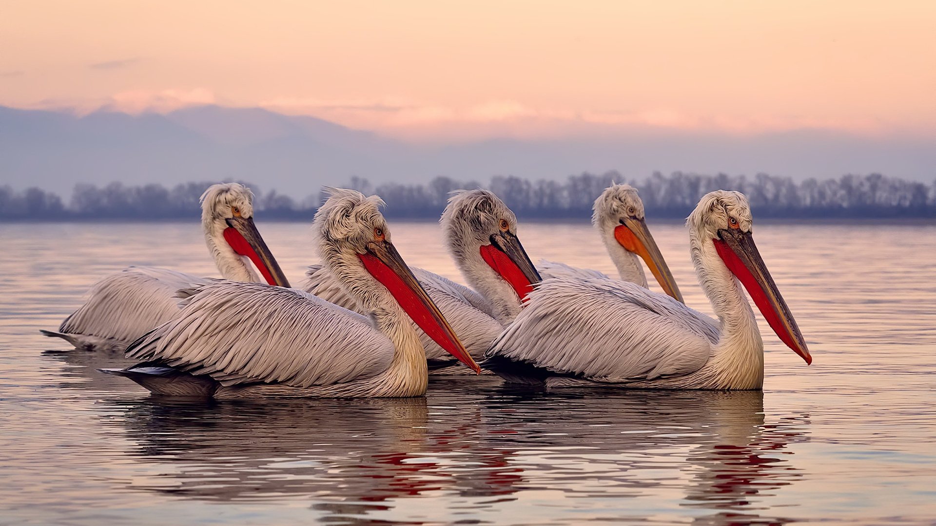 胜利的唯一路径,F1巴林揭幕战策略与鹈鹕绝杀老鹰的惊人共通之处