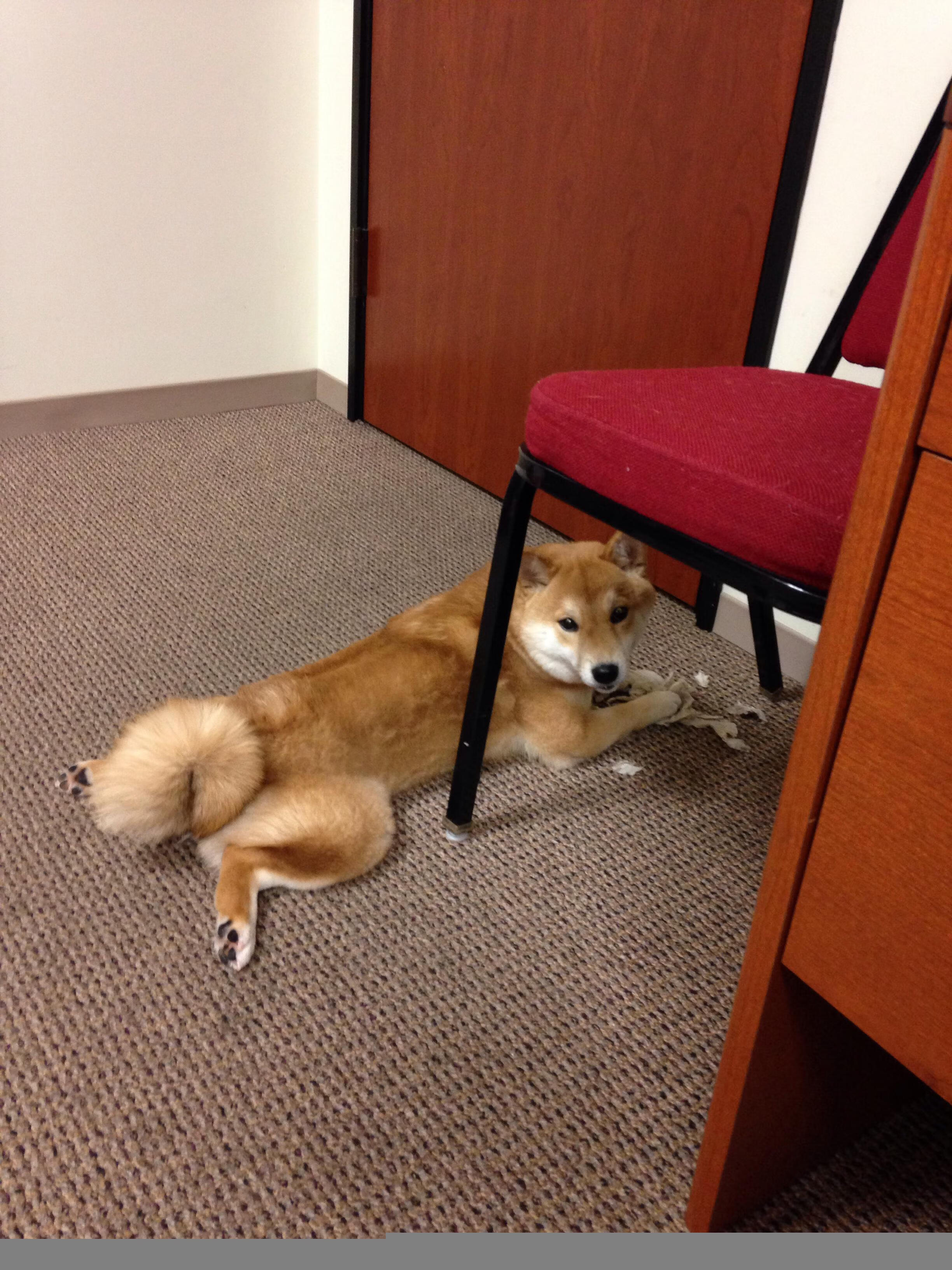 血性与技术的双重奏,伊朗硬仗逆转韩国,久保建英何以成亚洲硬仗之王?