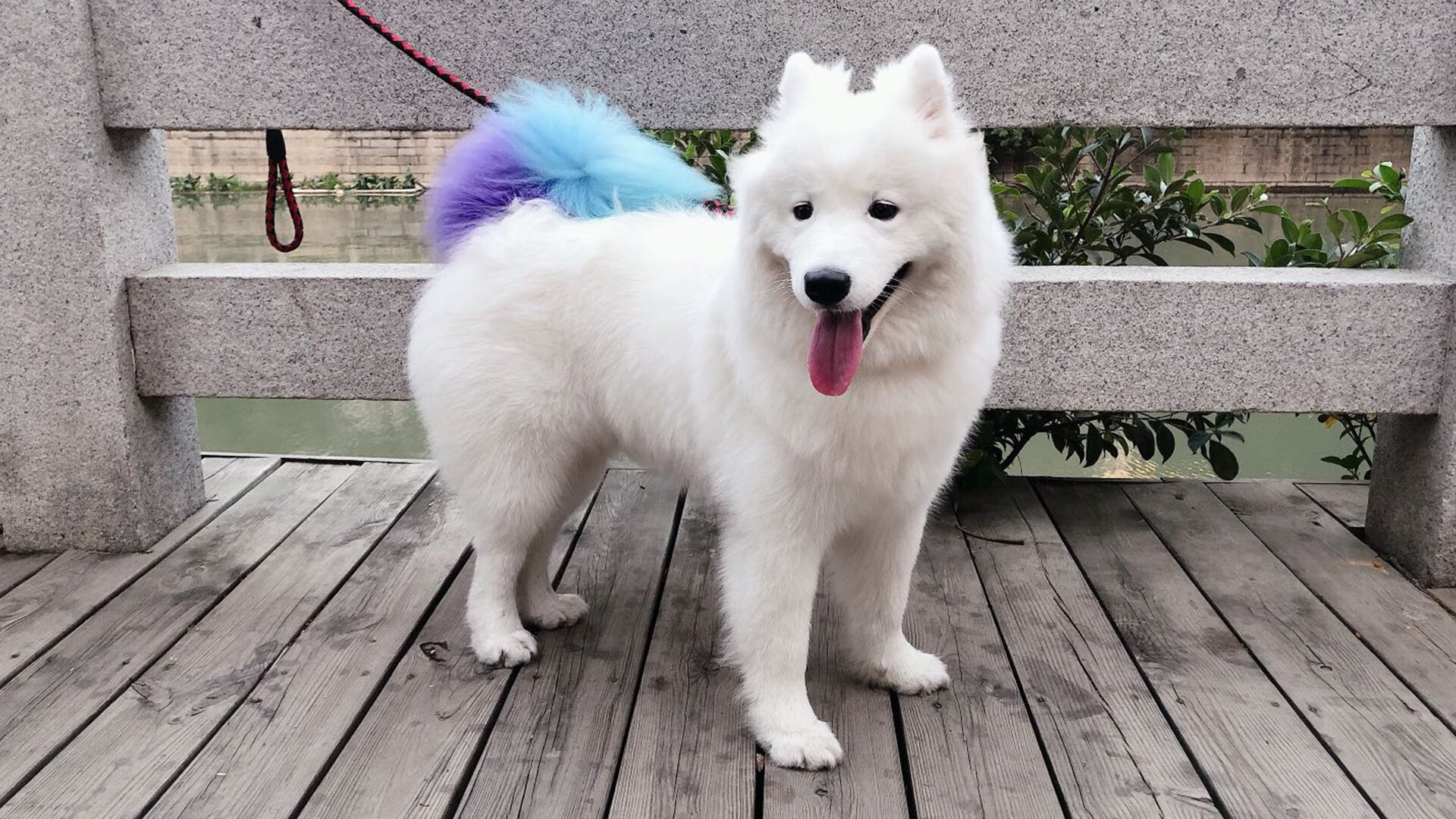 极速狂飙！北京队赛道式攻防让活塞提前进站维修