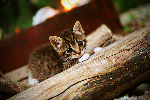 三笘薰，以唯一性刺破铁壁