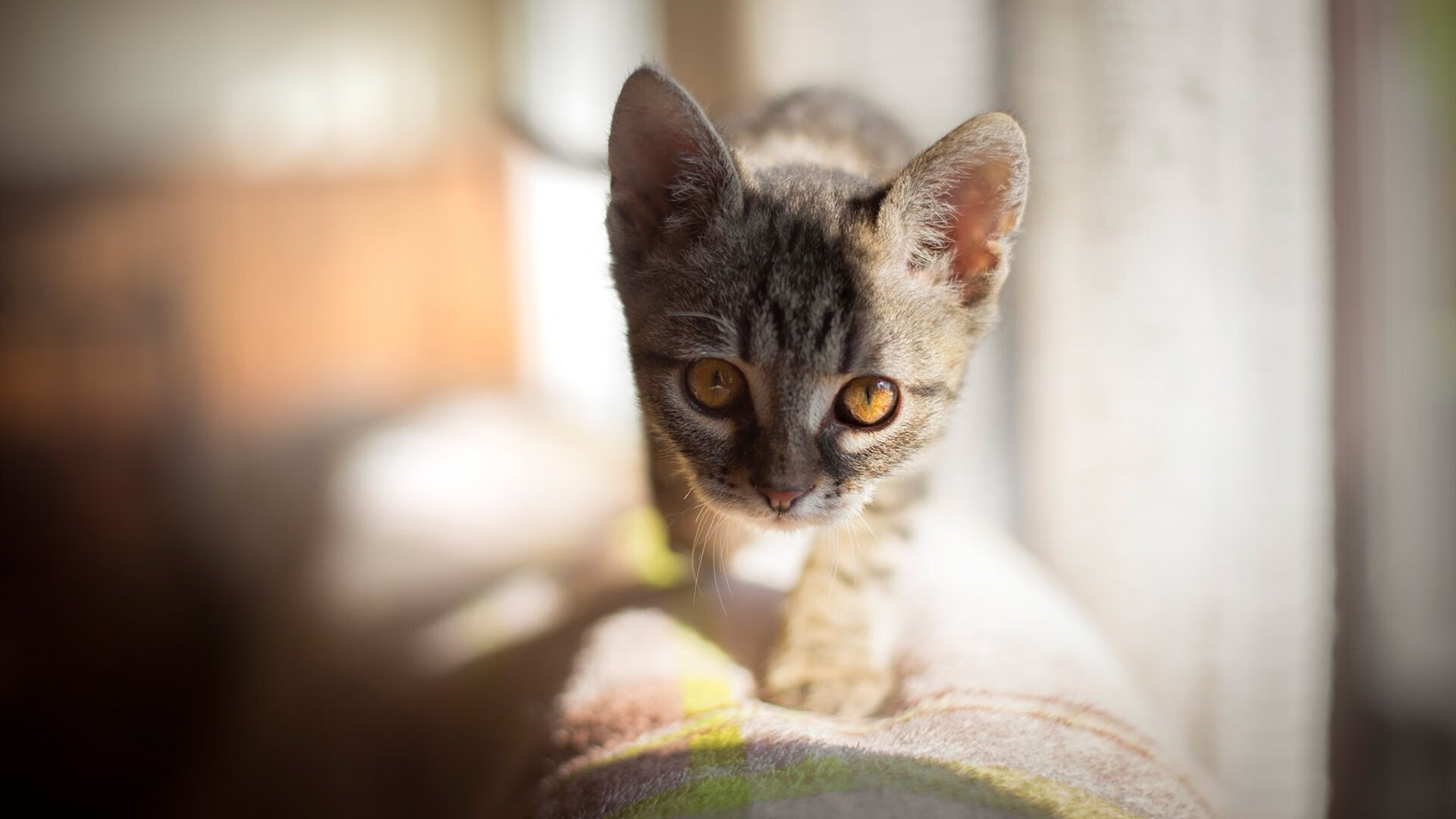 当天山杜兰特遇上卫冕冠军，新疆飞虎的战术革命